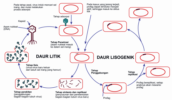 Detail Gambar Daur Lisogenik Nomer 8