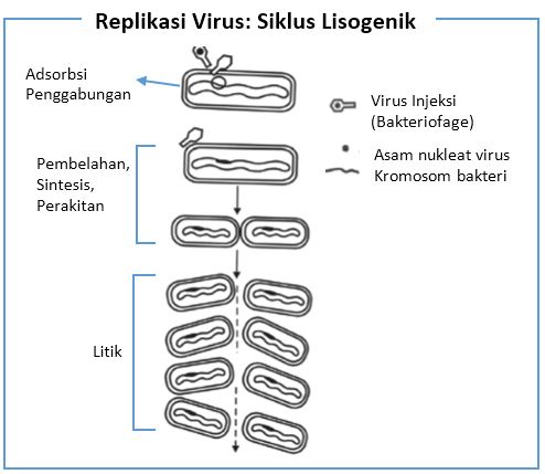 Detail Gambar Daur Lisogenik Nomer 12