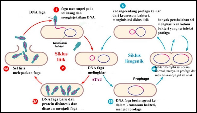 Detail Gambar Daur Lisogenik Nomer 15