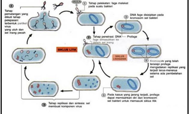 Detail Gambar Daur Lisogenik Nomer 19