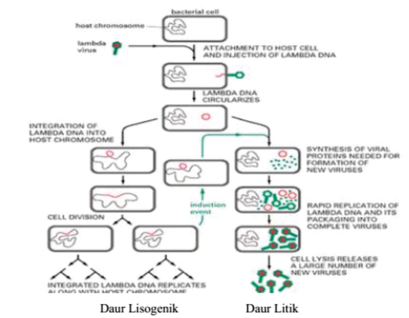 Detail Gambar Daur Lisogenik Nomer 32
