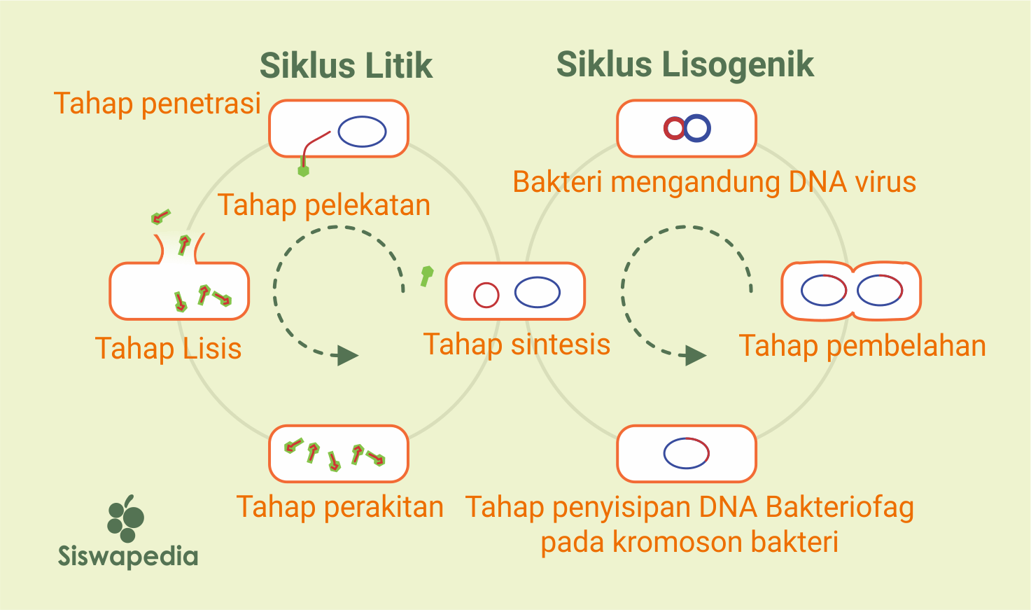 Detail Gambar Daur Lisogenik Nomer 3