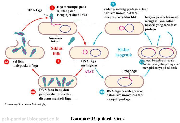 Detail Gambar Daur Lisogenik Nomer 41