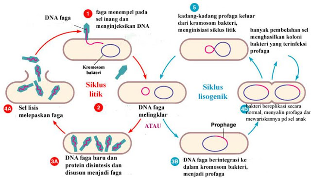 Detail Gambar Daur Lisogenik Nomer 4