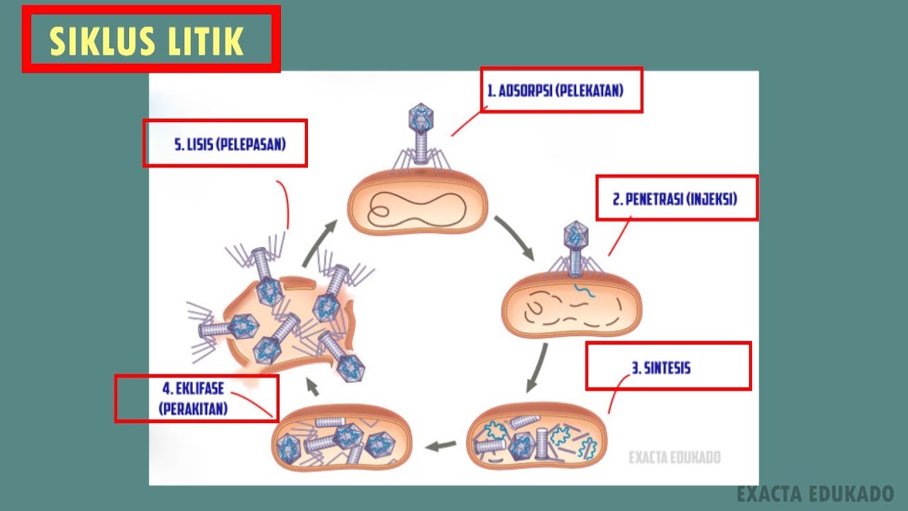 Detail Gambar Daur Litik Nomer 3