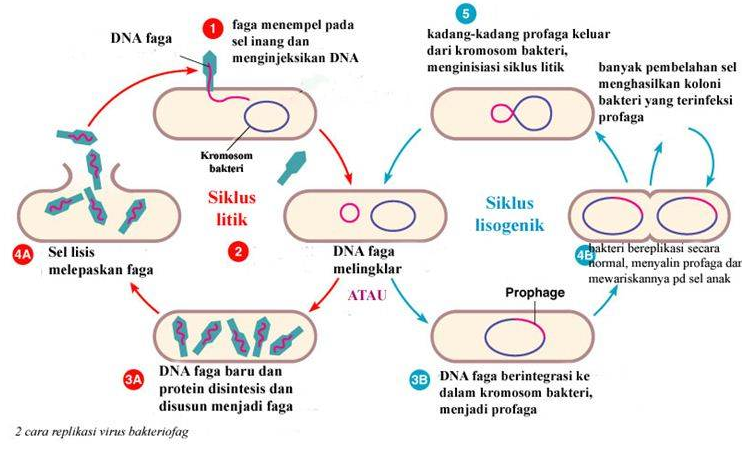 Detail Gambar Daur Litik Dan Daur Lisogenik Nomer 14