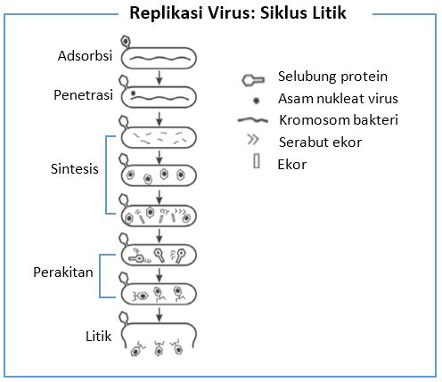 Detail Gambar Daur Litik Dan Daur Lisogenik Nomer 15