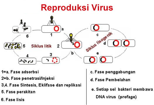 Detail Gambar Daur Litik Dan Daur Lisogenik Nomer 22