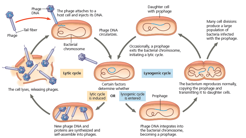Detail Gambar Daur Litik Dan Daur Lisogenik Nomer 24