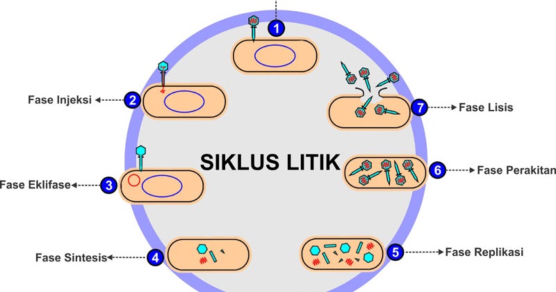 Detail Gambar Daur Litik Dan Daur Lisogenik Nomer 2