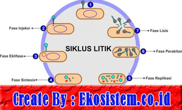 Detail Gambar Daur Litik Dan Daur Lisogenik Nomer 27
