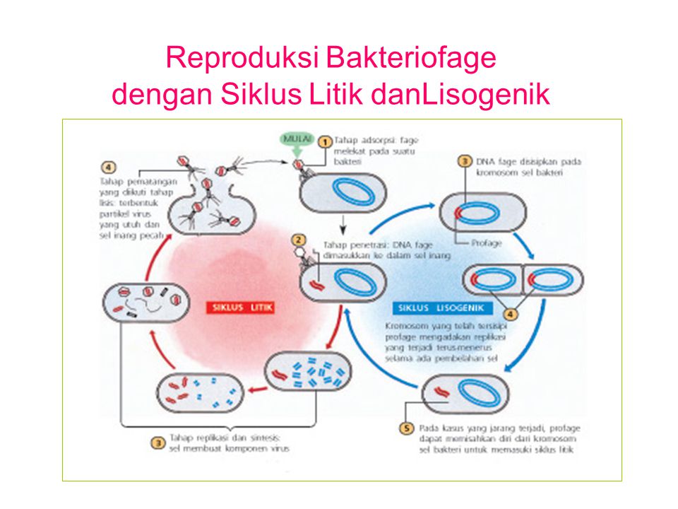 Detail Gambar Daur Litik Dan Daur Lisogenik Nomer 42