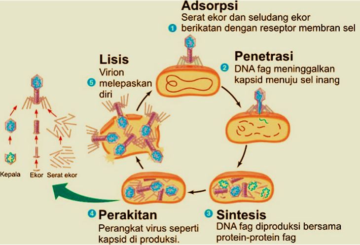 Detail Gambar Daur Litik Dan Daur Lisogenik Nomer 47