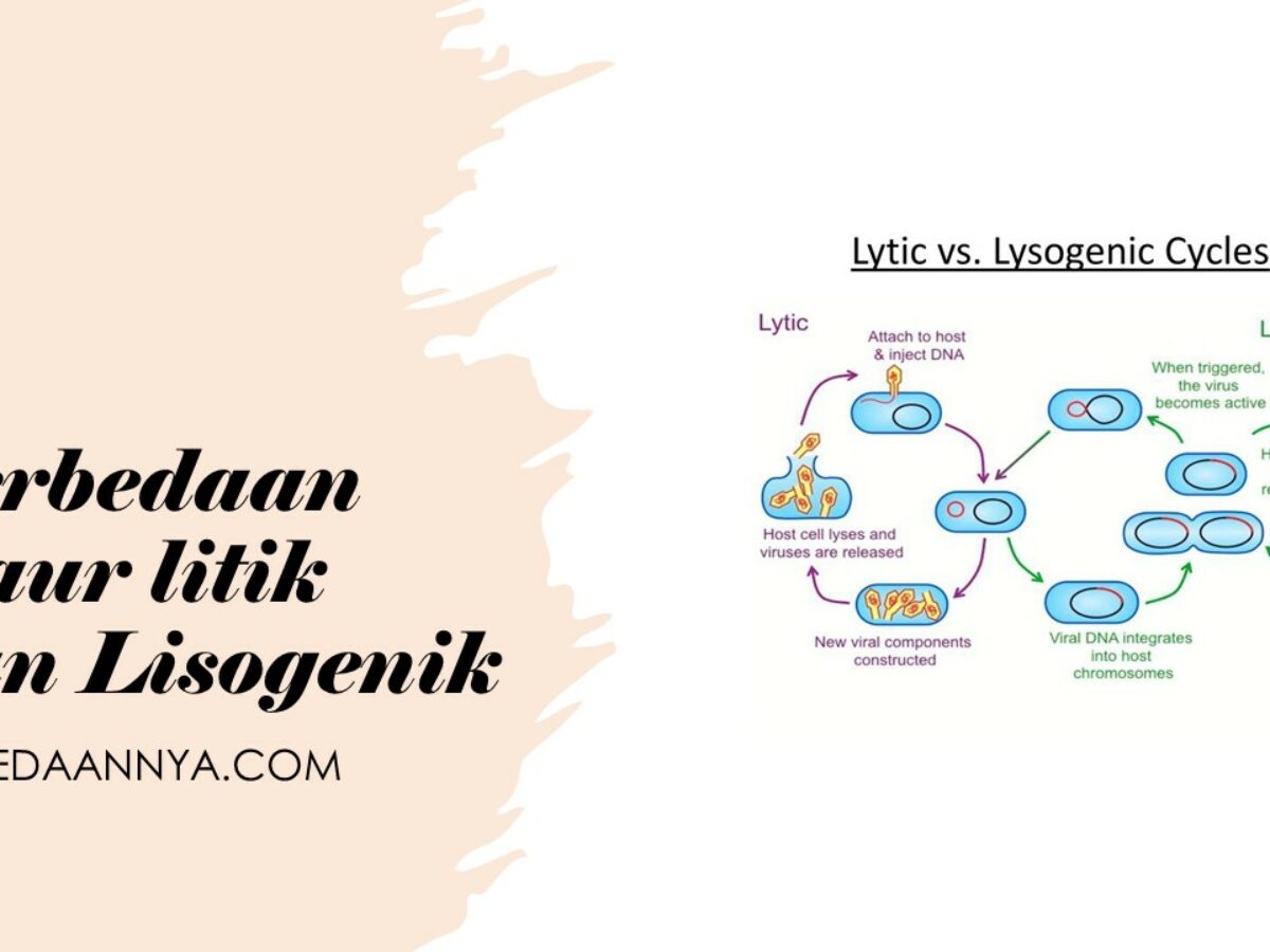 Detail Gambar Daur Litik Dan Daur Lisogenik Nomer 51