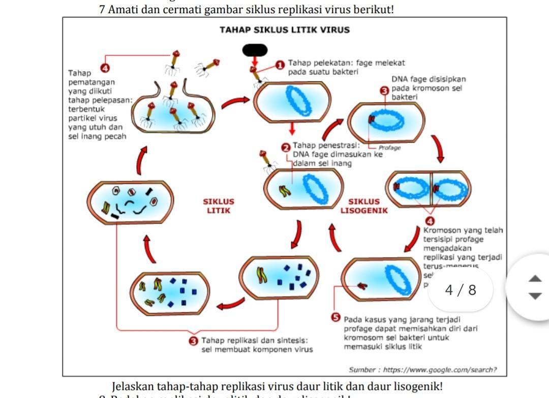 Detail Gambar Daur Litik Dan Daur Lisogenik Nomer 8