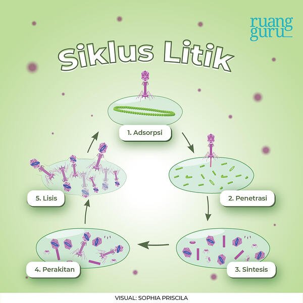 Detail Gambar Daur Litik Dan Lisogenik Nomer 21