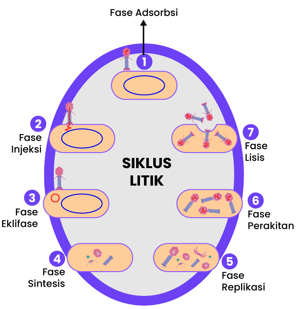 Detail Gambar Daur Litik Dan Lisogenik Nomer 23