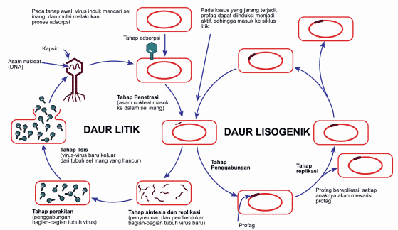 Detail Gambar Daur Litik Dan Lisogenik Nomer 2