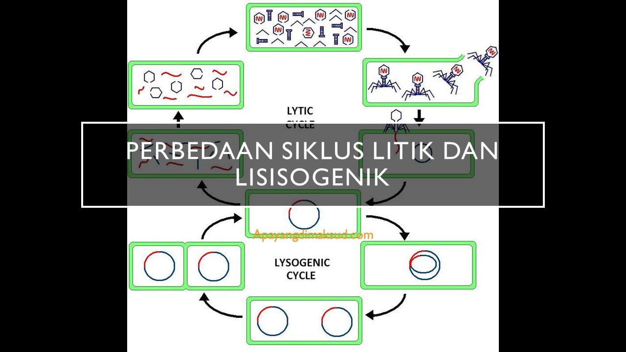 Detail Gambar Daur Litik Dan Lisogenik Nomer 27