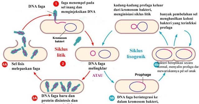 Detail Gambar Daur Litik Dan Lisogenik Nomer 28