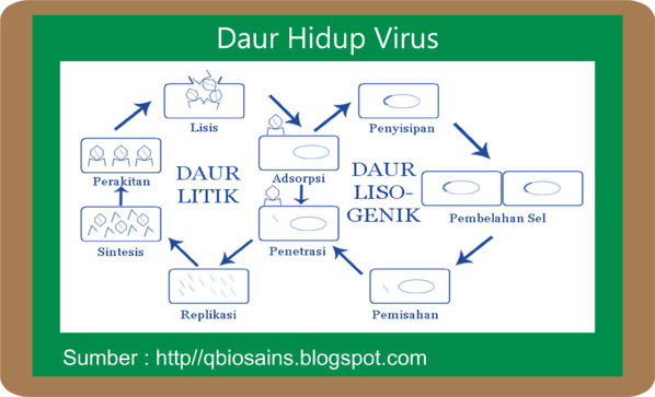 Detail Gambar Daur Litik Dan Lisogenik Nomer 32