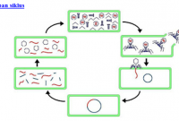 Detail Gambar Daur Litik Dan Lisogenik Nomer 35