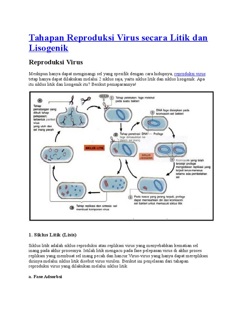 Detail Gambar Daur Litik Dan Lisogenik Nomer 47