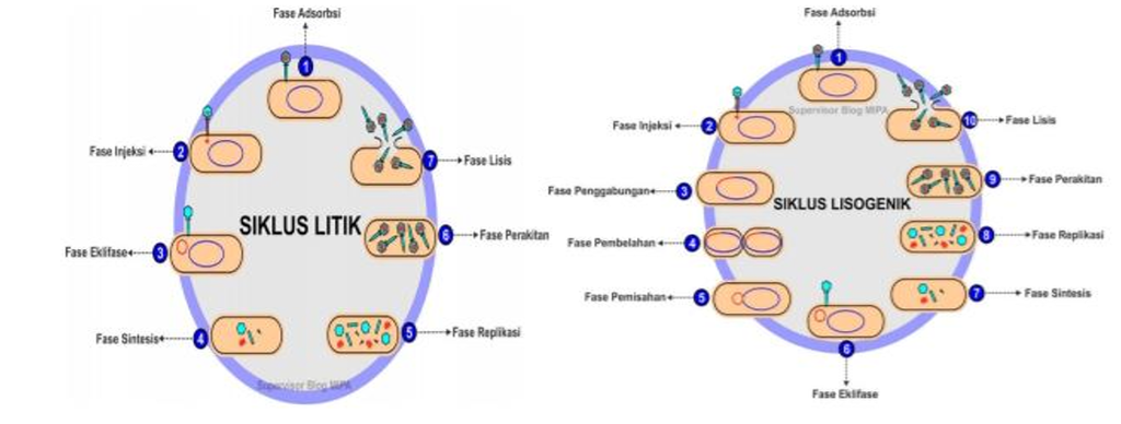 Detail Gambar Daur Litik Dan Lisogenik Nomer 48