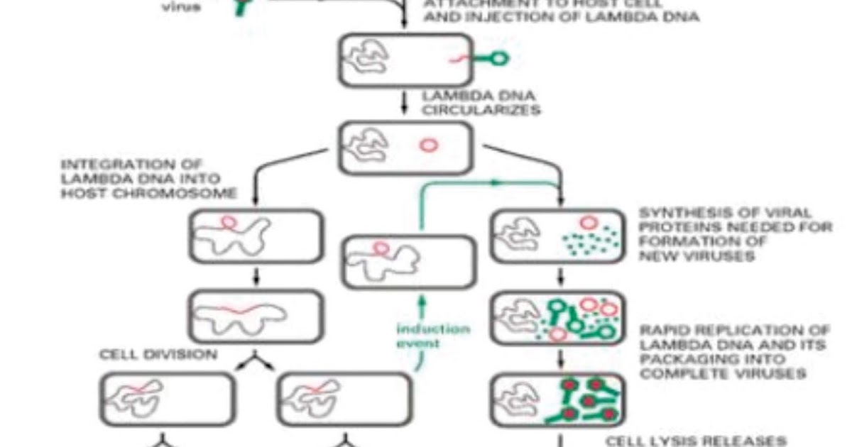 Detail Gambar Daur Litik Dan Lisogenik Nomer 49