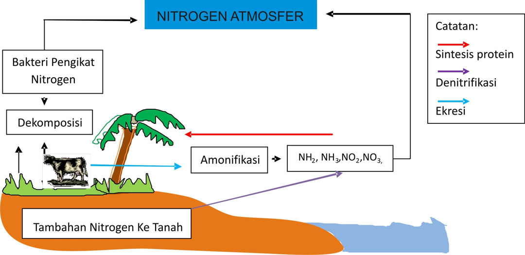 Detail Gambar Daur Nitrogen Nomer 12