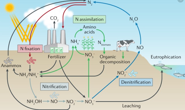 Detail Gambar Daur Nitrogen Nomer 14