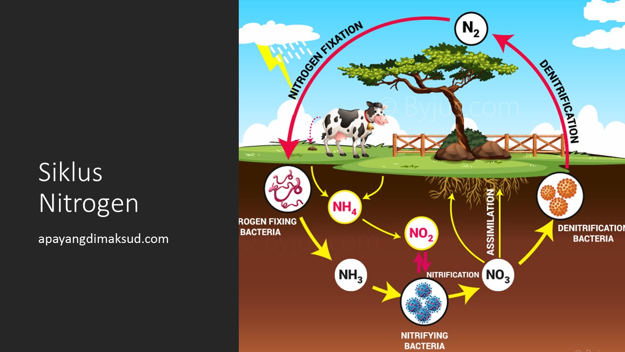 Detail Gambar Daur Nitrogen Nomer 16