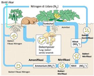 Detail Gambar Daur Nitrogen Nomer 17