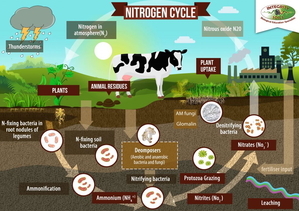 Detail Gambar Daur Nitrogen Nomer 19