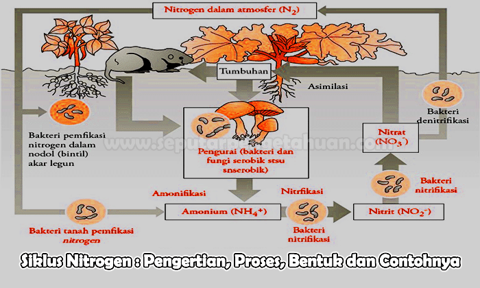 Detail Gambar Daur Nitrogen Nomer 22