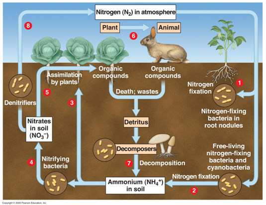 Detail Gambar Daur Nitrogen Nomer 23