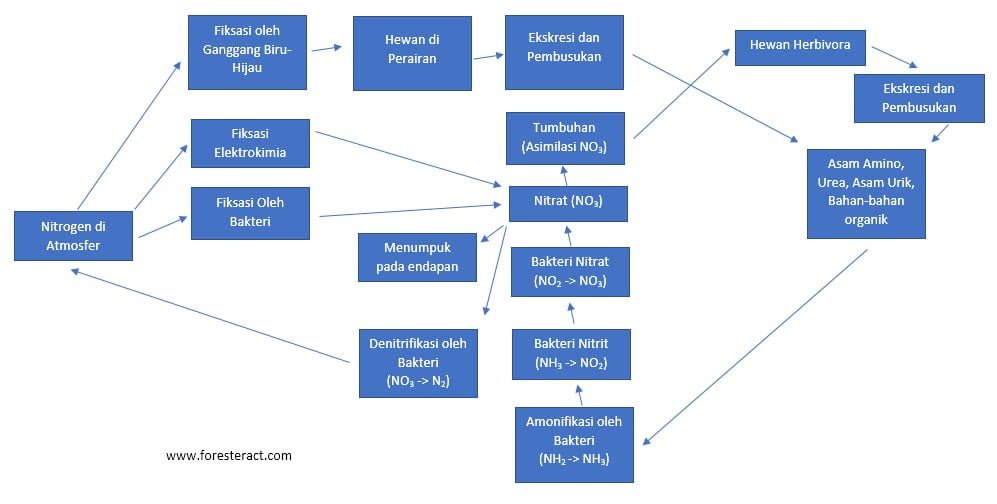 Detail Gambar Daur Nitrogen Nomer 25