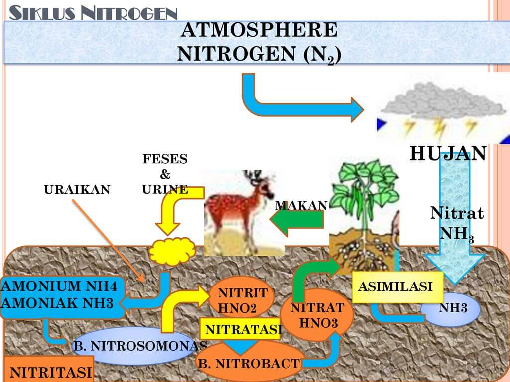 Detail Gambar Daur Nitrogen Nomer 28