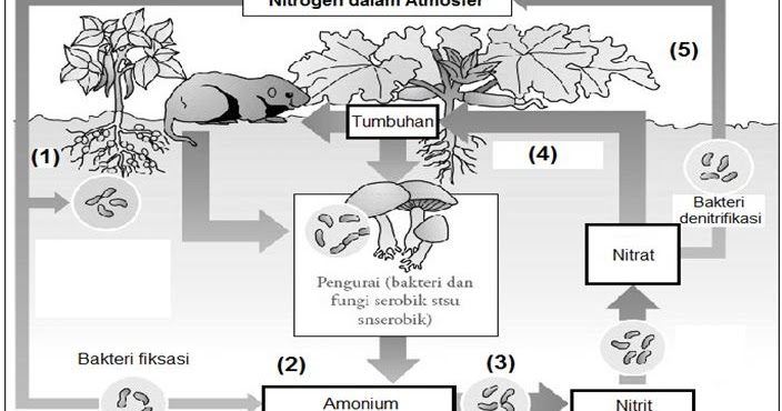 Detail Gambar Daur Nitrogen Nomer 32