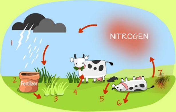 Detail Gambar Daur Nitrogen Nomer 33
