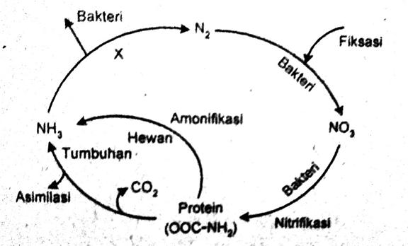 Detail Gambar Daur Nitrogen Nomer 34