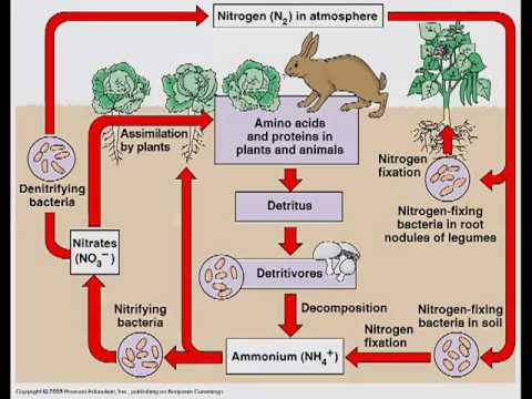 Detail Gambar Daur Nitrogen Nomer 5