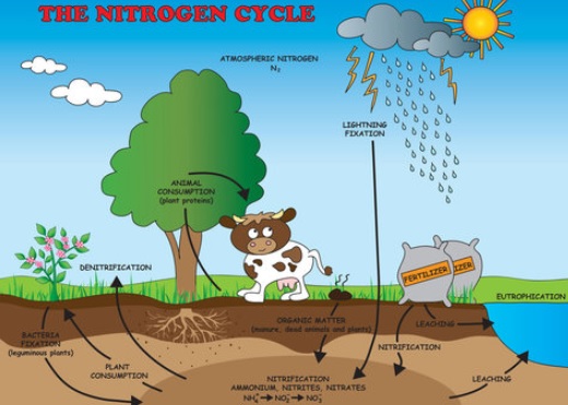 Detail Gambar Daur Nitrogen Nomer 37