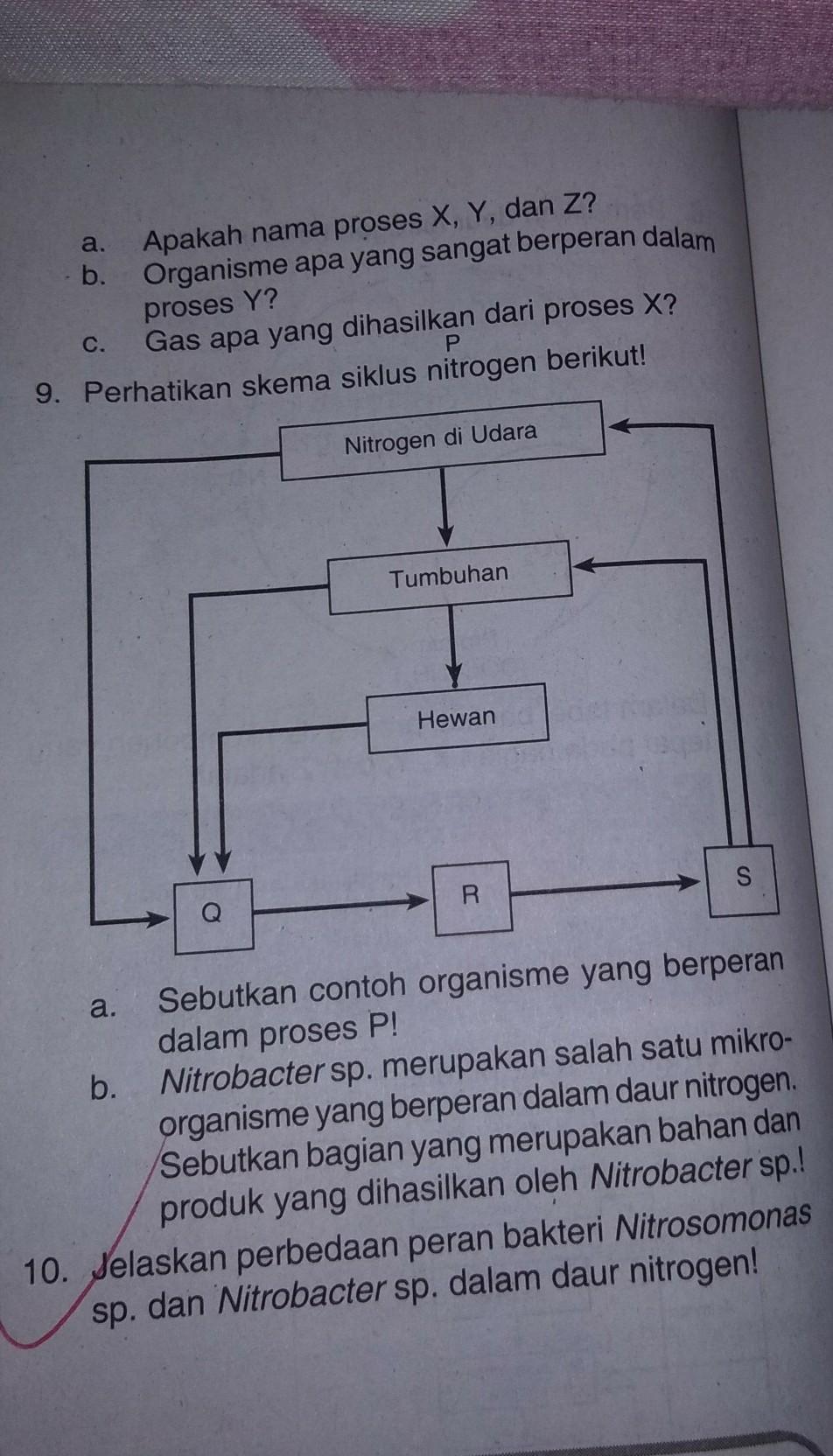 Detail Gambar Daur Nitrogen Nomer 40