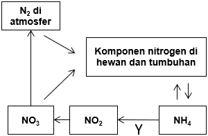 Detail Gambar Daur Nitrogen Nomer 43