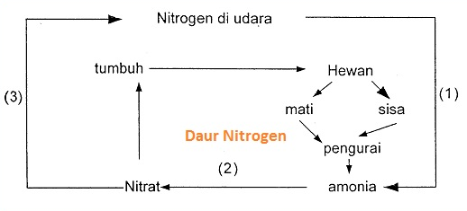 Detail Gambar Daur Nitrogen Nomer 44