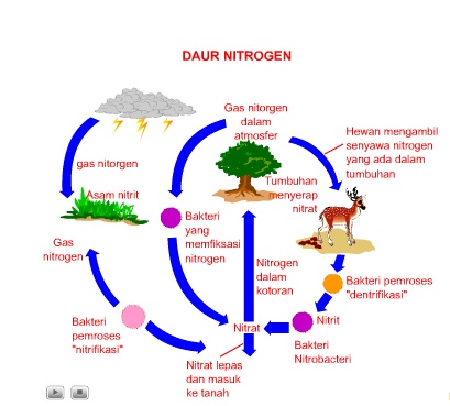 Detail Gambar Daur Nitrogen Nomer 6