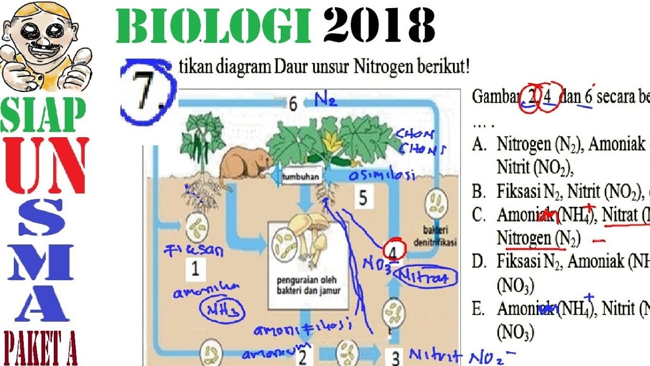 Detail Gambar Daur Nitrogen Nomer 45