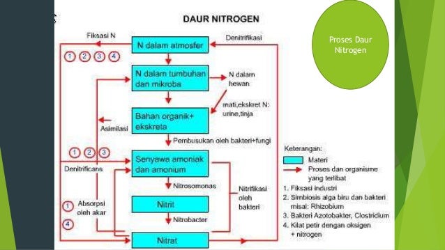 Detail Gambar Daur Nitrogen Nomer 47