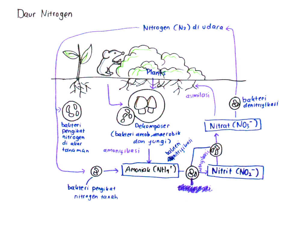 Detail Gambar Daur Nitrogen Nomer 50